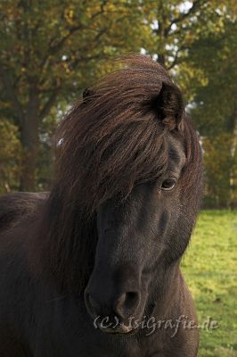 IMG_5456-01.jpg - Gleipnir
