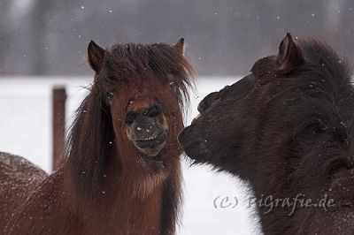 IMG_7464-01.jpg - Keilir und Hugur