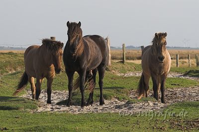 20060920_250-01.jpg - Spiekeroog
