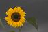 Natur