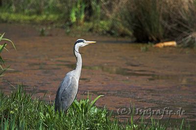 IMG_1174-01.jpg - Reiher