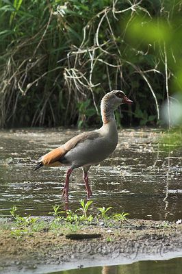 IMG_1900-02.jpg - Nilgans