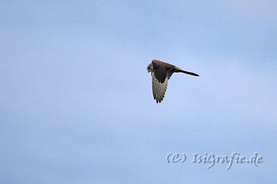 IMG_6024-01.jpg - Turmfalke, fotografiert aus dem Esszimmer :)