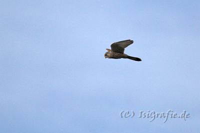 IMG_6027-01.jpg - Turmfalke, fotografiert aus dem Esszimmer :)