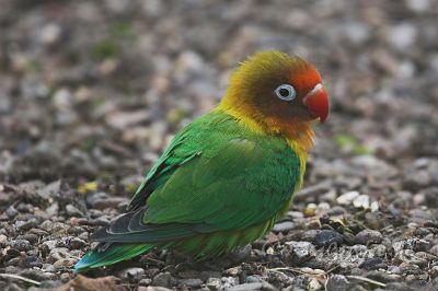 IMG_0140-01.jpg - Tierpark Bassum