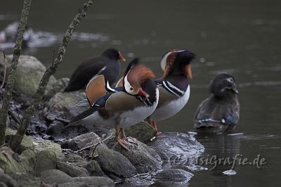 IMG_1278-01.jpg - Mandarinenten im Tierpark Petermoor, Bassum