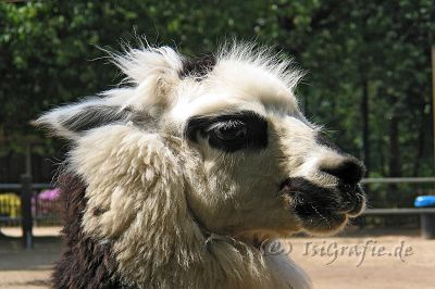 IMG_2755.JPG - Tierpark Ströhen