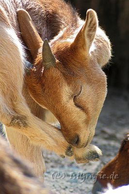 IMG_3856.JPG - Zoo Osnabrück