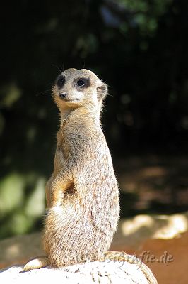 IMG_3867.JPG - Zoo Osnabrück
