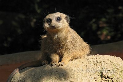 IMG_3877.JPG - Zoo Osnabrück