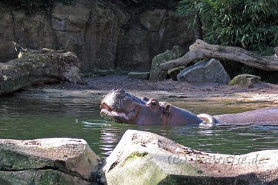 IMG_5958.JPG - Erlebnis-Zoo Hannover