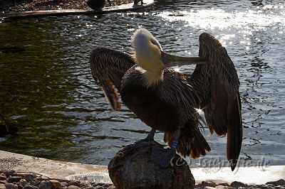 IMG_7720-01.jpg - Vogelpark Marlow
