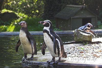 IMG_9658-01.jpg - Tierpark Jaderpark