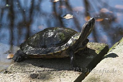 IMG_9681-01.jpg - Tierpark Jaderpark
