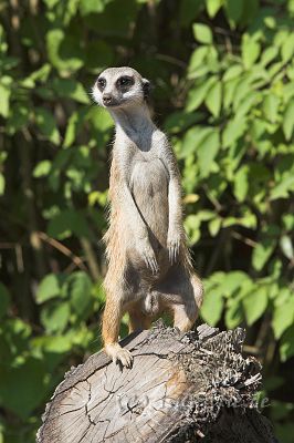 IMG_9738-01.jpg - Tierpark Jaderpark