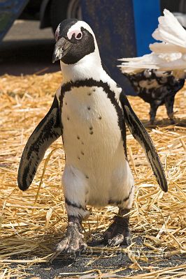 IMG_0442-01.jpg - Zirkus Liberta