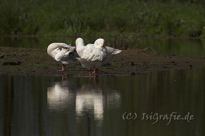 IMG_1088-01.jpg - Gänse