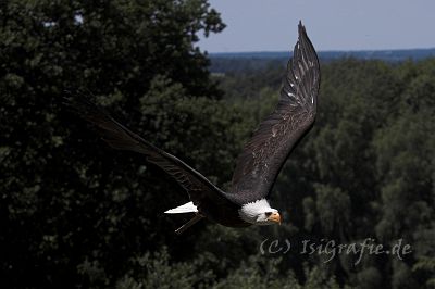 IMG_4626-01.jpg - Wildpark Lüneburger Heide - Weisskopfseeadler