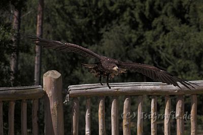 IMG_4676-01.jpg - Wildpark Lüneburger Heide - Steinadler