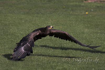 IMG_6889-01.jpg - Vogelpark Marlow