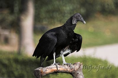 IMG_6899-01.jpg - Vogelpark Marlow
