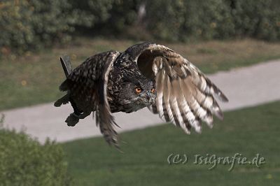 IMG_6919-01.jpg - Vogelpark Marlow