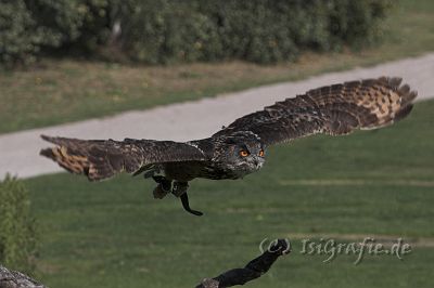 IMG_6920-01.jpg - Vogelpark Marlow