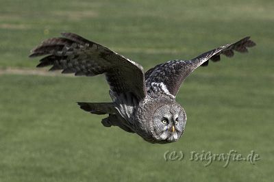 IMG_6939-01.jpg - Vogelpark Marlow