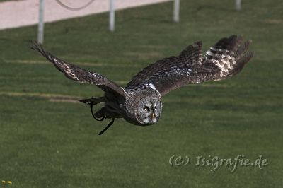 IMG_6943-01.jpg - Vogelpark Marlow