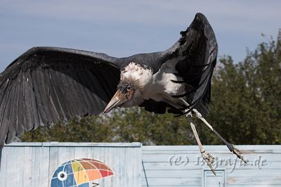 IMG_7006-01.jpg - Vogelpark Marlow