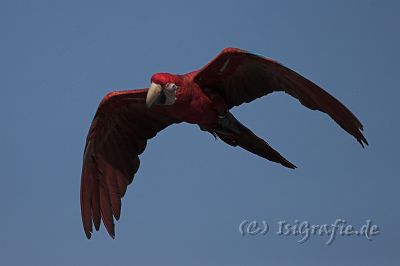 IMG_7011-01.jpg - Vogelpark Marlow