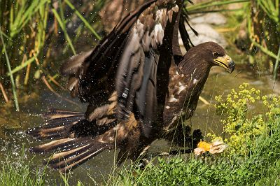 IMG_7423-01.jpg - Wildpark Lüneburger Heide - Steinadler