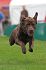 Hunde