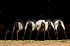 tierisches