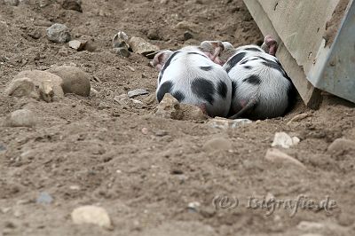 IMG_3604.JPG - Auch ein schöner Rücken kann entzücken ...