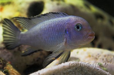 IMG_3033-02.jpg - Pseudotropheus Socolofi