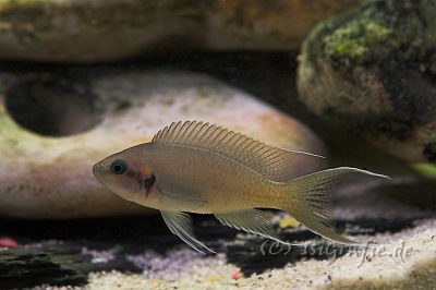 IMG_3052-02.jpg - Neolamprologus Brichardi - Feenbarsch