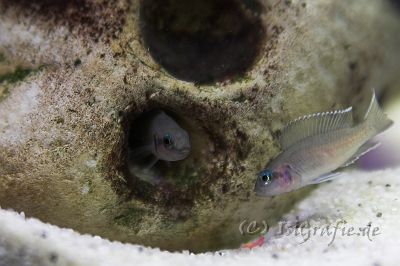 IMG_3059-01.jpg - Neolamprologus Brichardi - Feenbarsch