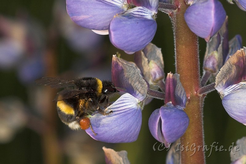 IMG_1585-01.jpg - Hummel an Wildlupine