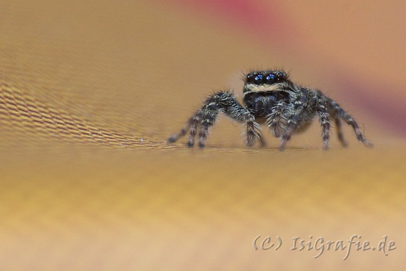 IMG_2466-01.jpg - Schau mir in die Augen, Kleines - Rindenspringspinne