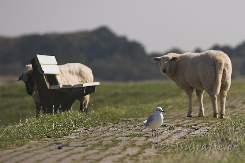 IMG_0885-01.jpg - Tierische Begegnung