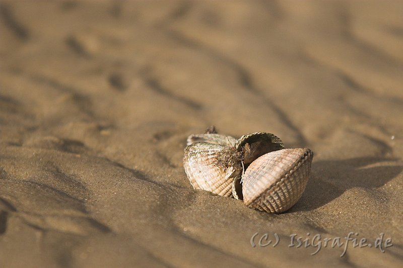 IMG_1007-01.jpg - Muscheln