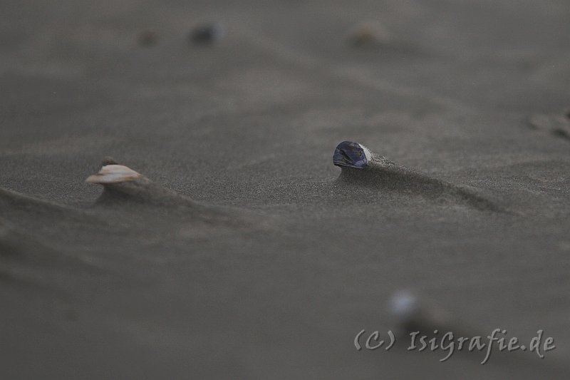 IMG_1020-01.jpg - Muscheln