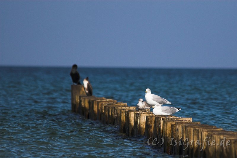 IMG_7642-01.jpg - Ostsee am Darß - Kormorane und Möwen