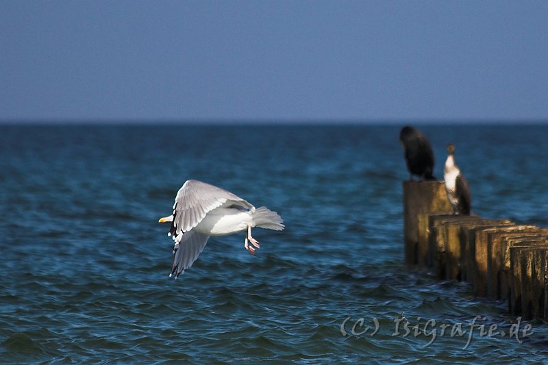 IMG_7644-01.jpg - Ostsee am Darß - Kormorane und Möwen