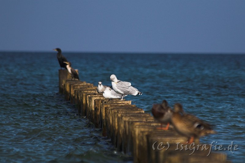 IMG_7655-01.jpg - Ostsee am Darß - Kormorane, Möwen und Enten