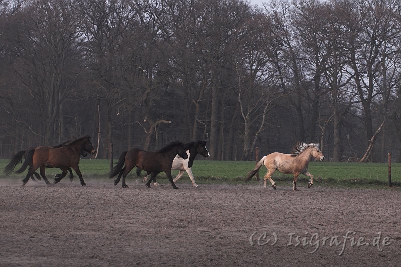 IMG_1536-01.jpg - Luna verfolgt von den Jungs ...