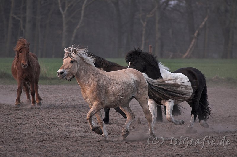 IMG_1586-01.jpg - Luna und Kilian beobachtet von Peli