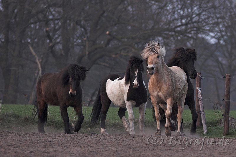 IMG_1595-01.jpg - Kongur, Kilian, Luna und Gleipnir