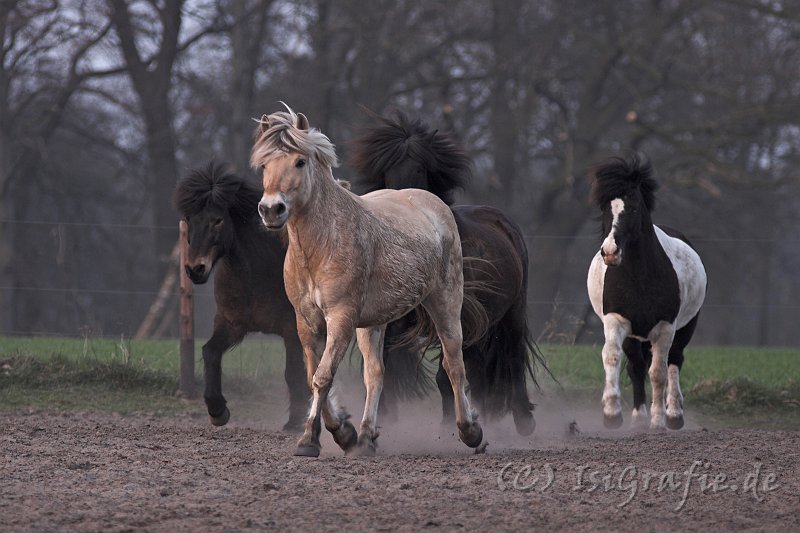 IMG_1598-01.jpg - Kongur, Luna, Gleipnir und Kilian